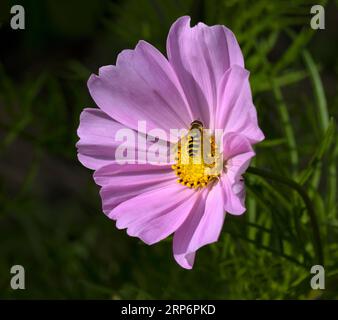 Hoverfly Syrphus Ribesii su Pink Cosmos Daisy Foto Stock