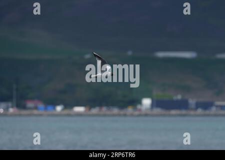 Flying Larus ridibundus famiglia Laridae genere Chroicocephalus gabbiano dalla testa nera fotografia di uccelli selvatici, foto, carta da parati Foto Stock