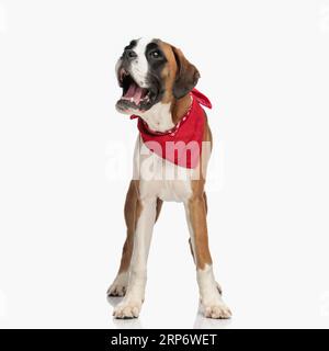 cucciolo di pugile felice con bandana rossa che guarda in alto e che cammina con la lingua all'esterno mentre si trova su sfondo bianco in studio Foto Stock