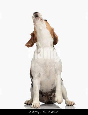 piccolo cucciolo di beagle che guarda in alto e abbaiano seduto davanti a uno sfondo bianco in studio Foto Stock