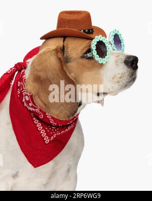 vista laterale del grazioso beagle con cappello da cowboy, occhiali da sole e bandana rossa che guarda di lato e seduto di fronte a sfondo bianco Foto Stock