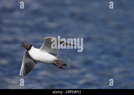 Flying Larus ridibundus famiglia Laridae genere Chroicocephalus gabbiano dalla testa nera e zanzara catturante - fotografia di uccelli selvatici, foto, wallpape Foto Stock