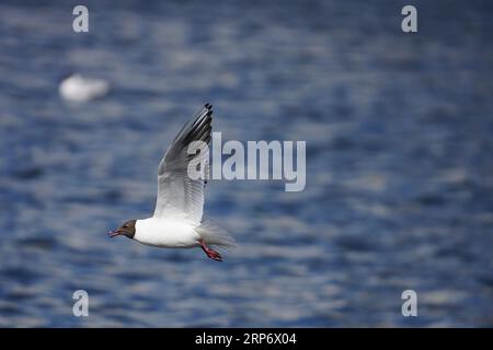 Flying Larus ridibundus famiglia Laridae genere Chroicocephalus gabbiano dalla testa nera fotografia di uccelli selvatici, foto, carta da parati Foto Stock