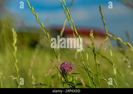 Colora i pascoli e i prati dell'Austria settentrionale con un cielo buio e ventoso Foto Stock