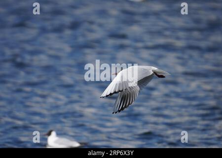 Flying Larus ridibundus famiglia Laridae genere Chroicocephalus gabbiano dalla testa nera fotografia di uccelli selvatici, foto, carta da parati Foto Stock