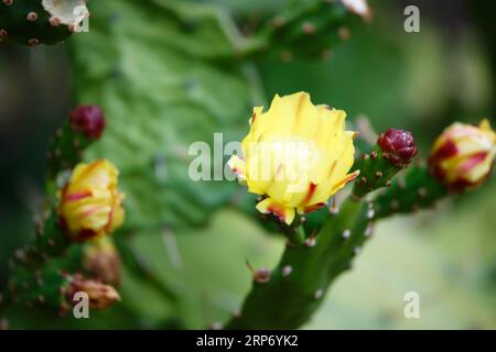 Fiore giallo di cactus visto sull'isola di Corsica, Francia Foto Stock