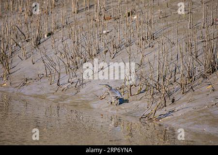 Sundarbans, Bangladesh: L'airone striato (Butorides striata) noto anche come airone di mangrovie, piccolo airone verde o airone dal dorso verde, nella Sundarba Foto Stock
