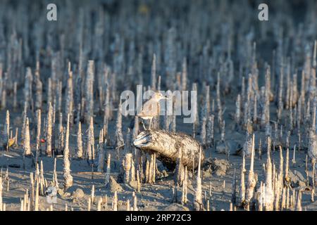 Sundarbans, Bangladesh: Un piccolo uccello alla ricerca di cibo in un canale dei Sundarbans, patrimonio dell'umanità dell'UNESCO e riserva naturale. E' il lar Foto Stock