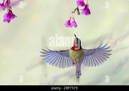 (190129) -- PECHINO, 29 gennaio 2019 (Xinhua) -- Un uccello solare dalla coda forata è visto nel Parco Jinjishan a Fuzhou, capitale della provincia del Fujian della Cina sudorientale, 27 gennaio 2019. (Xinhua/Mei Yongcun) XINHUA FOTO DEL GIORNO PUBLICATIONxNOTxINxCHN Foto Stock