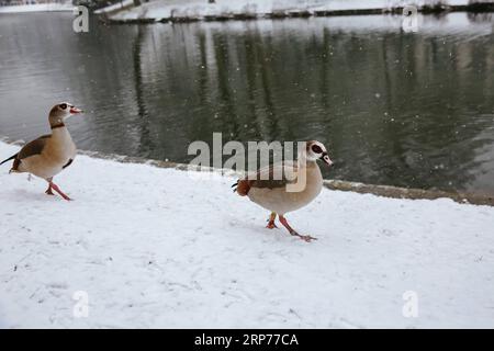 (190130) -- BRUXELLES, 30 gennaio 2019 (Xinhua) -- due anatre camminano in mezzo alla neve nel Leopold Park a Bruxelles, Belgio, 30 gennaio 2019. Una nevicata ha colpito Bruxelles mercoledì. (Xinhua/Zhang Cheng) BELGIO-BRUXELLES-NEVICATE PUBLICATIONxNOTxINxCHN Foto Stock