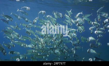 Una grande scuola di sgombro a strisce o di sgombro indiano (Rastrelliger kanagurta) nuota nell'oceano blu con le bocche aperte che filtrano il plancton al sole Foto Stock