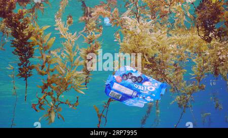 Primo piano di oggetti in plastica con frammenti di Seaweed Brown (Sargassum) sulla superficie dell'acqua che galleggia isole di alghe e detriti plastici, ON Foto Stock