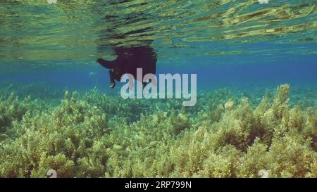 Il bellissimo cane nero nuota sulla superficie dell'acqua sopra il fondo dei coralli ricoperto di alghe marine marroni (Sargassum) in una luminosa giornata di sole, mare rosso Foto Stock