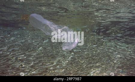 Il sacchetto di plastica si sposta sotto la superficie riflessa in esso nelle giornate di sole, un grande branco di piccoli pesci nuota sullo sfondo, inquinamento plastico dell'oceano, rosso Foto Stock