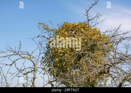 Mistletoes (Viscum) in un albero da frutto, Alsazia, Francia Foto Stock