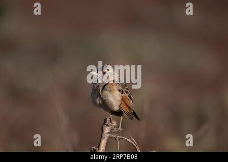 Larice alato rosso (Mirafra hypermetra) Serengeti, Parco Nazionale, Tanzania Foto Stock