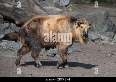 Takin del Sichuan (Budorcas Taxicolor tibetana) Asia Foto Stock