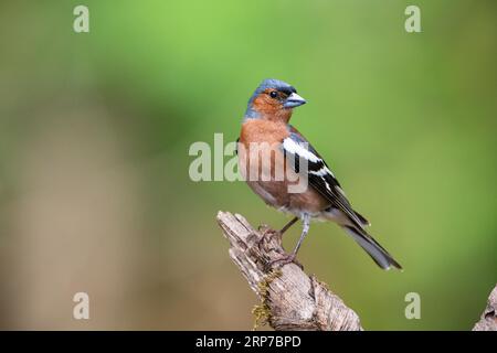 Chaffinch (Fringella coelebs) maschio, Ungheria Foto Stock