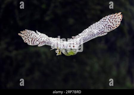 Gufo innevato (Nyctea scandiaca) in volo, Scandinavia Foto Stock