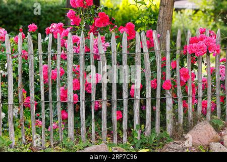 Rose rosse fiorite (Rosa) dietro la recinzione dei picchetti nel giardino di cottage, fiori di rose, Schleswig-Holstein, Germania Foto Stock