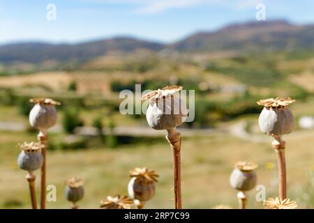 Teste di semi maturi di papavero da oppio (Papaver), somniferum, selvatiche nel campo con uno sfondo sfocato Foto Stock