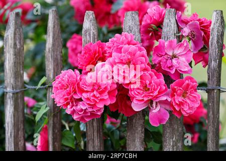 Rose rosa fiorite (Rosa) su una recinzione per picchetti in un cottage Garden, fiori di rose, Schleswig-Holstein, Germania Foto Stock