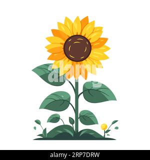 Girasole. Immagine del girasole isolata. Grazioso disegno di girasole in design piatto. Illustrazione vettoriale Illustrazione Vettoriale