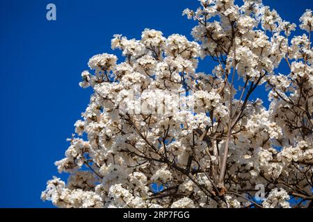 Fiori meravigliosi di un ipe bianco, Tabebuia roseo-alba (Ridley) Sandwith. Noto come "Ipê-branco", "Ipê-branco-do-cerrado", "Ipê-rosa" Foto Stock