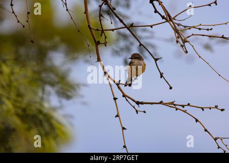 Vermilion Flycatcher donna, distintamente più dubbiosa del suo compagno, si trova tranquillamente nel parco comunale urbano di Tucson, Arizona, Stati Uniti; Foto Stock