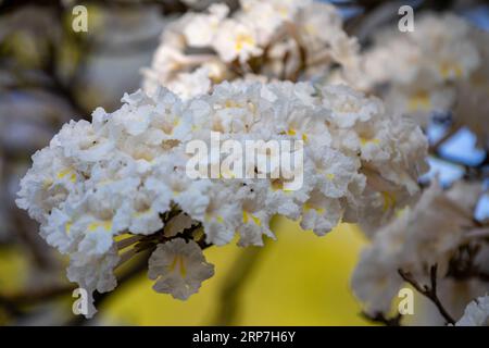 Fiori meravigliosi di un ipe bianco, Tabebuia roseo-alba (Ridley) Sandwith. Noto come "Ipê-branco", "Ipê-branco-do-cerrado", "Ipê-rosa" Foto Stock