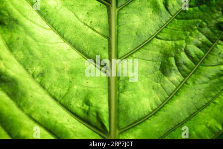 Bellissima macro grafica a foglia verde Foto Stock