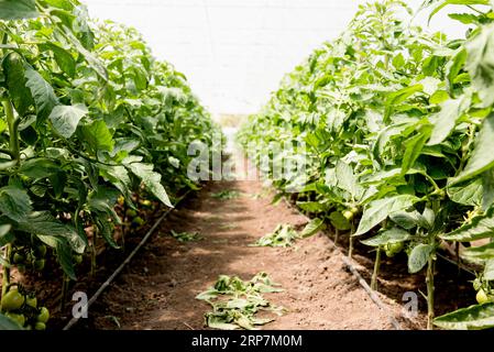 Pomodori ciliegia serra vista lunga Foto Stock