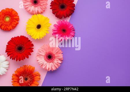 Gerbera fiori rosa viola copia sfondo spazio Foto Stock