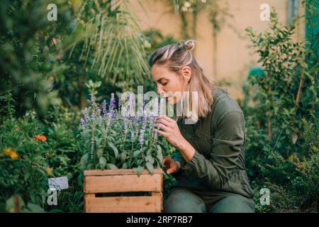 Bionda giovane donna che puzza di cassa di fiori di lavanda Foto Stock