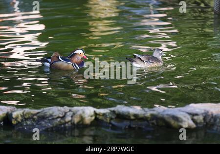 (190212) -- GINEVRA, 12 febbraio 2019 -- le anatre mandarine nuotano nel Conservatory and Botanical Garden della città di Ginevra, Svizzera, il 12 febbraio 2019. Secondo le previsioni meteorologiche locali, la temperatura più alta sarà di oltre 10 gradi Celsius nei prossimi giorni di questa settimana. ) SVIZZERA-GINEVRA-CALORE XuxJinquan PUBLICATIONxNOTxINxCHN Foto Stock