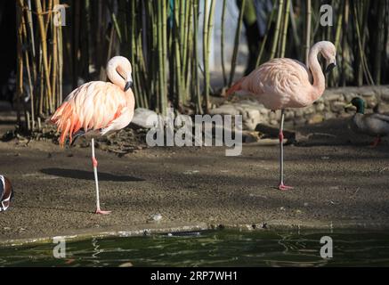 (190212) -- GINEVRA, 12 febbraio 2019 -- fenicotteri cileni crogiolati vicino a uno stagno nel Conservatory and Botanical Garden della città di Ginevra, Svizzera, il 12 febbraio 2019. Secondo le previsioni meteorologiche locali, la temperatura più alta sarà di oltre 10 gradi Celsius nei prossimi giorni di questa settimana. ) SVIZZERA-GINEVRA-CALORE XuxJinquan PUBLICATIONxNOTxINxCHN Foto Stock