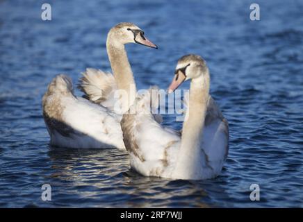 (190212) -- GINEVRA, 12 febbraio 2019 -- Swans Swim in Conservatory and Botanical Garden of the City of Geneva, Svizzera, il 12 febbraio 2019. Secondo le previsioni meteorologiche locali, la temperatura più alta sarà di oltre 10 gradi Celsius nei prossimi giorni di questa settimana. ) SVIZZERA-GINEVRA-CALORE XuxJinquan PUBLICATIONxNOTxINxCHN Foto Stock