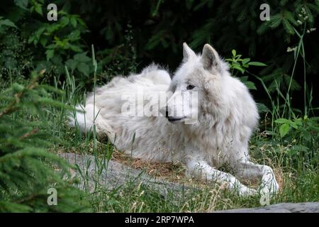 Lupo artico (Canis lupus arctos) giacente nel prato, Wildpark Mautern, Stiria, Austria Foto Stock