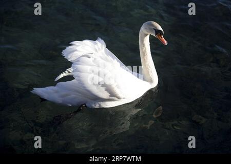 (190212) -- GINEVRA, 12 febbraio 2019 -- Un cigno nuota nel Conservatory and Botanical Garden della città di Ginevra, Svizzera, il 12 febbraio 2019. Secondo le previsioni meteorologiche locali, la temperatura più alta sarà di oltre 10 gradi Celsius nei prossimi giorni di questa settimana. ) SVIZZERA-GINEVRA-CALORE XuxJinquan PUBLICATIONxNOTxINxCHN Foto Stock