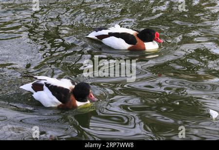 (190212) -- GINEVRA, 12 febbraio 2019 -- gli uccelli acquatici nuotano nel Conservatory and Botanical Garden della città di Ginevra, Svizzera, il 12 febbraio 2019. Secondo le previsioni meteorologiche locali, la temperatura più alta sarà di oltre 10 gradi Celsius nei prossimi giorni di questa settimana. ) SVIZZERA-GINEVRA-CALORE XuxJinquan PUBLICATIONxNOTxINxCHN Foto Stock