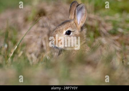 Coniglio domestico (Oryctolagus cuniculus), razza domestica selvatica, Parco Nazionale del Mare di Wadden della bassa Sassonia, bassa Sassonia, Germania Foto Stock