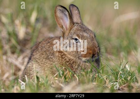 Coniglio domestico (Oryctolagus cuniculus), razza domestica selvatica, Parco Nazionale del Mare di Wadden della bassa Sassonia, bassa Sassonia, Germania Foto Stock