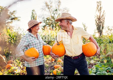 Coppia di famiglie di agricoltori anziani che raccolgono zucche in campo autunnale al tramonto. Felice uomo e donna che raccolgono verdure fresche biologiche nel giardino autunnale. Foto Stock
