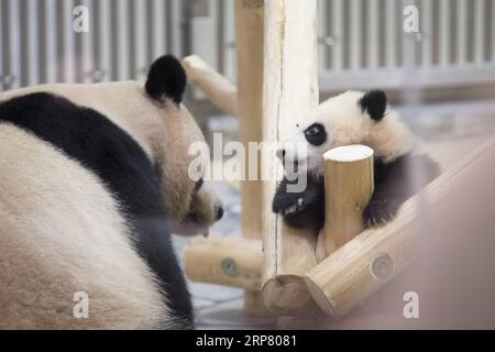 (190214) -- WAKAYAMA, 14 febbraio 2019 (Xinhua) -- Giant panda Saihin saluta il pubblico con sua madre all'Adventure World di Shirahama, Wakayama, Giappone, 14 febbraio 2019. Nato il 14 agosto 2018, Saihin ha una lunghezza di 90 centimetri e pesa ora 9,86 chilogrammi. (Xinhua/Du Xiaoyi) JAPAN-WAKAYAMA-PANDA-HALF BIRTHDAY PUBLICATIONxNOTxINxCHN Foto Stock