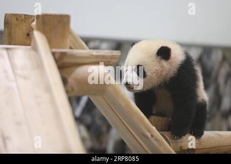 (190214) -- WAKAYAMA, 14 febbraio 2019 (Xinhua) -- il panda gigante Saihin guarda allo scivolo, il suo regalo di sei anni al mondo avventura di Shirahama, Wakayama, Giappone, 14 febbraio 2019. Nato il 14 agosto 2018, Saihin ha una lunghezza di 90 centimetri e pesa ora 9,86 chilogrammi. (Xinhua/Du Xiaoyi) JAPAN-WAKAYAMA-PANDA-HALF BIRTHDAY PUBLICATIONxNOTxINxCHN Foto Stock