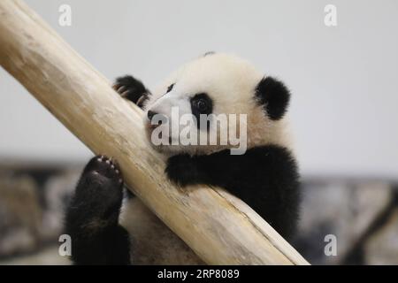 (190214) -- WAKAYAMA, 14 febbraio 2019 (Xinhua) -- Giant panda Saihin gioca sullo scivolo, il suo regalo di sei anni all'Adventure World di Shirahama, Wakayama, Giappone, 14 febbraio 2019. Nato il 14 agosto 2018, Saihin ha una lunghezza di 90 centimetri e pesa ora 9,86 chilogrammi. (Xinhua/Du Xiaoyi) JAPAN-WAKAYAMA-PANDA-HALF BIRTHDAY PUBLICATIONxNOTxINxCHN Foto Stock