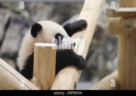 (190214) -- WAKAYAMA, 14 febbraio 2019 (Xinhua) -- Giant panda Saihin gioca sullo scivolo, il suo regalo di sei anni all'Adventure World di Shirahama, Wakayama, Giappone, 14 febbraio 2019. Nato il 14 agosto 2018, Saihin ha una lunghezza di 90 centimetri e pesa ora 9,86 chilogrammi. (Xinhua/Du Xiaoyi) JAPAN-WAKAYAMA-PANDA-HALF BIRTHDAY PUBLICATIONxNOTxINxCHN Foto Stock