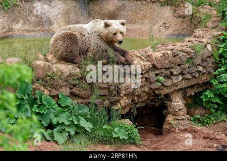 Orso bruno nel santuario degli orsi di Keterevo, un centro di salvataggio nel Velebit settentrionale. Qui, giovani orsi che altrimenti non sarebbero in grado di sopravvivere lo sono Foto Stock