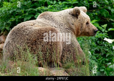 Orso bruno nel santuario degli orsi di Keterevo, un centro di salvataggio nel Velebit settentrionale. Qui, giovani orsi che altrimenti non sarebbero in grado di sopravvivere lo sono Foto Stock