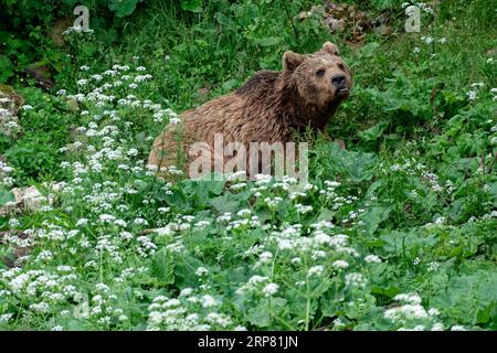 Orso bruno nel santuario degli orsi di Keterevo, un centro di salvataggio nel Velebit settentrionale. Qui, giovani orsi che altrimenti non sarebbero in grado di sopravvivere lo sono Foto Stock